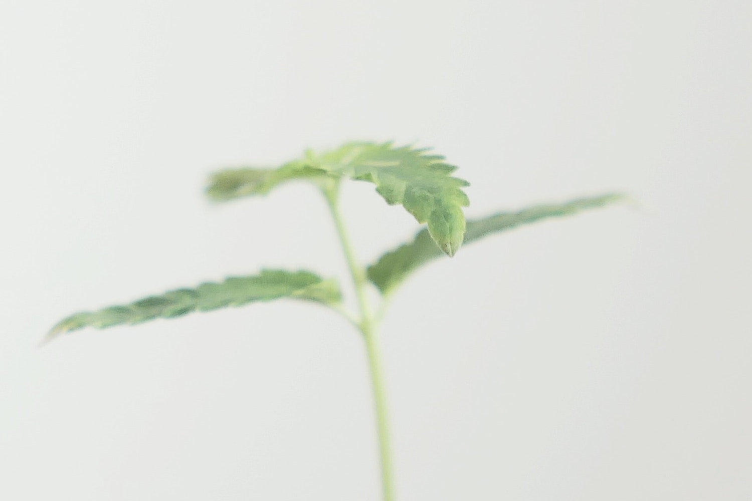 CBD vs THC: What’s the difference?